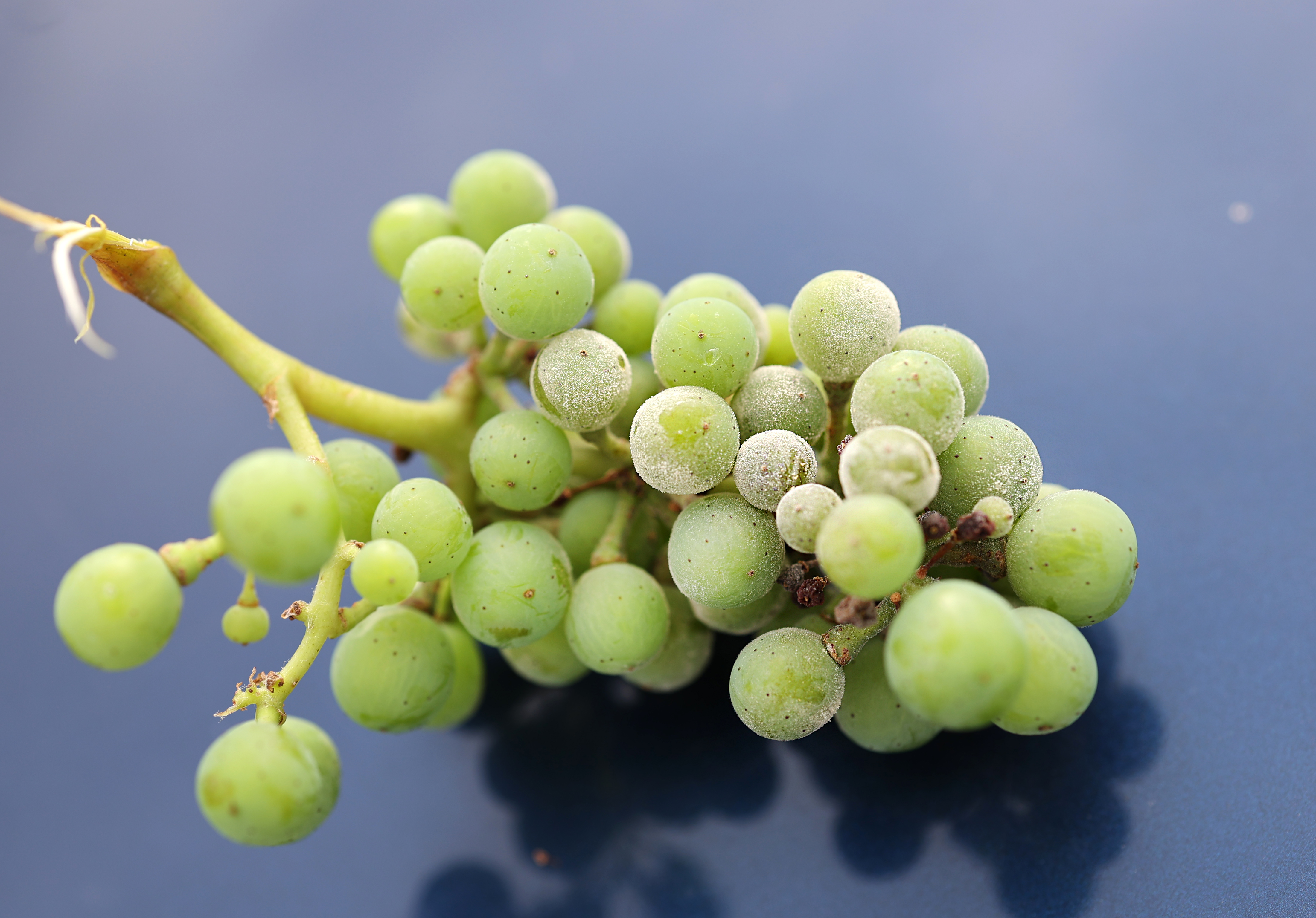 Symptoms of powdery mildew on vinifera cluster.